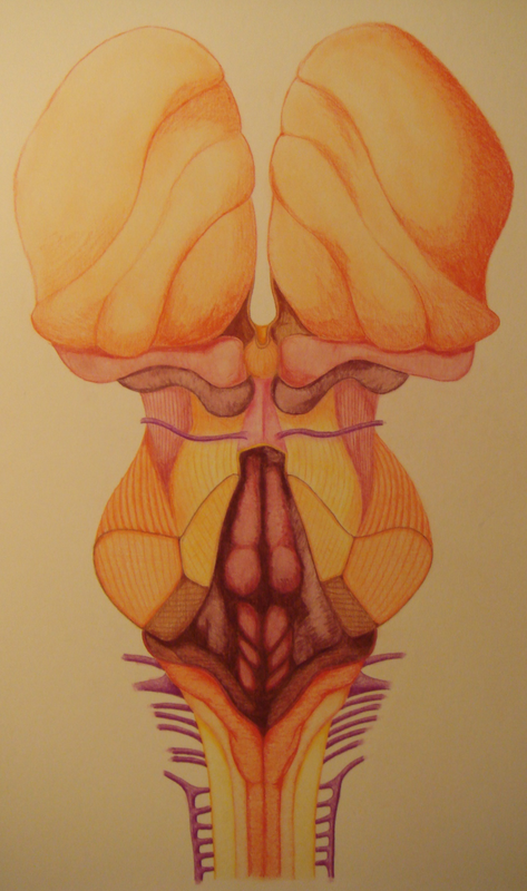 dorsal brainstem